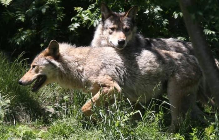 Are we going to kill more wolves in France? What the downgrading of its protection in Europe entails