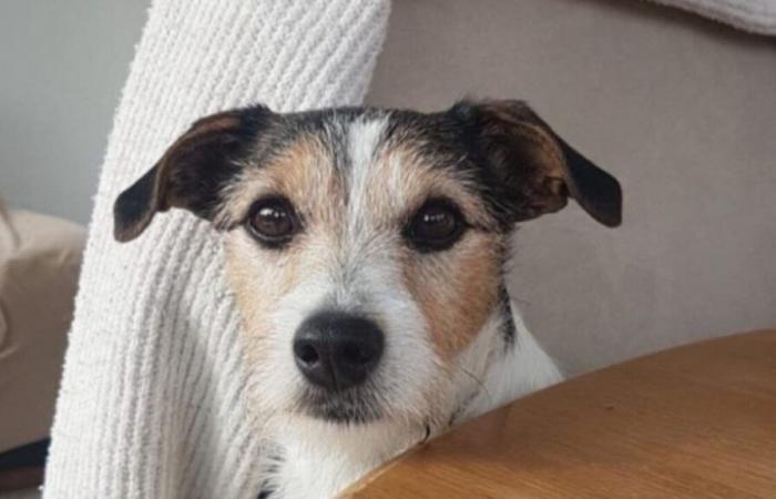 Stolen more than 200 km from Paris, the little dog thrown on the ring road has found her owners