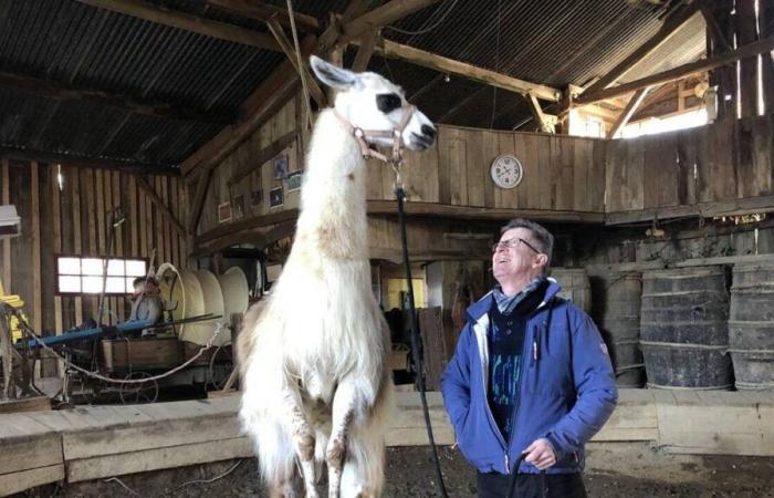 A llama trained in Loire-Atlantique (almost) steals the spotlight from Alex Lutz on France 2