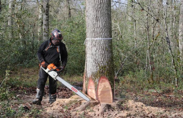 from Gironde to Paris, one of its oaks was used in the reconstruction of Notre-Dame