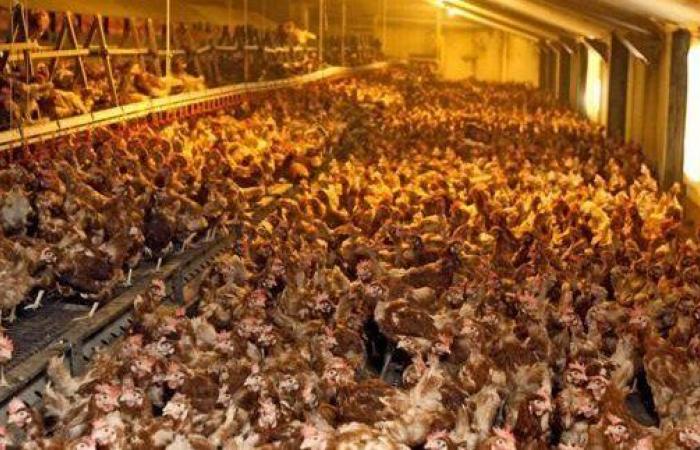 Fight against a giant industrial chicken coop project in Peyrins (Drôme) – ???? Info Libertaire