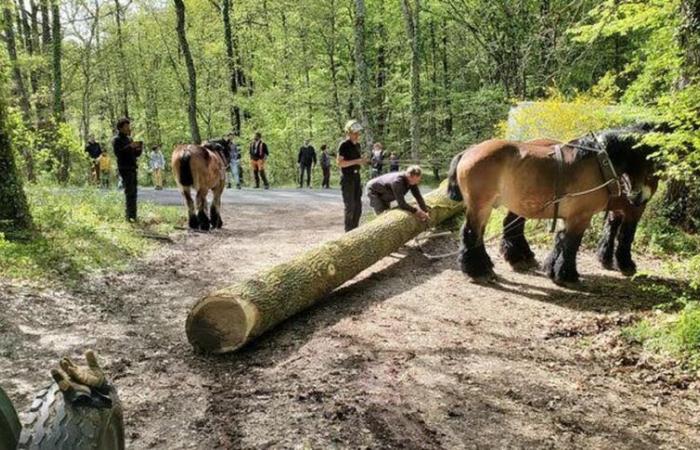 from Gironde to Paris, one of its oaks was used in the reconstruction of Notre-Dame