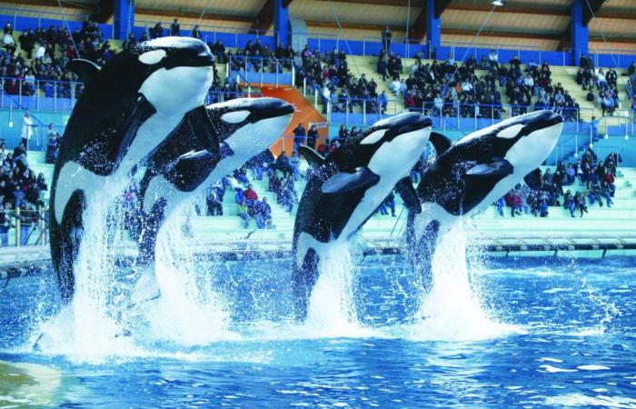 “We have no other choice, we act according to the law”: what you need to know after the announcement of the permanent closure of Marineland in Antibes