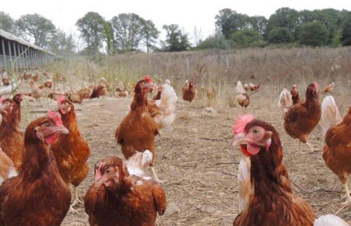 Avian flu. “Free-range farming a new scapegoat”, believes the Peasant Confederation