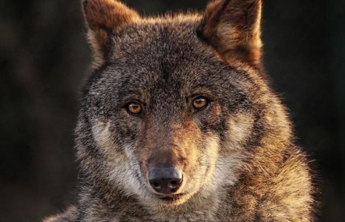 Animal protection organizations denounce the downgrading of the wolf