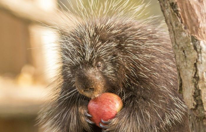 Porky, one of the oldest porcupines in Europe, died at 17