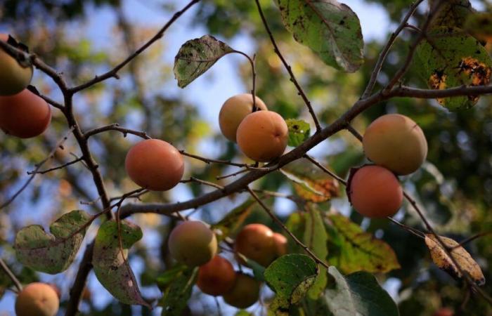 Everything you need to know about the persimmon tree, the persimmon tree