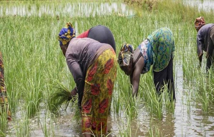 Senegal: The AfDB invests 55.33 million euros to stimulate agricultural production, create jobs and improve incomes in 9 regions – VivAfrik