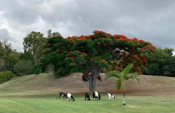 Rain of local talents for the doubles meeting in Reunion, despite the drought at Bassin Bleu