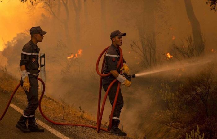 Morocco's strategy for combating forest fires… Challenges and perspectives