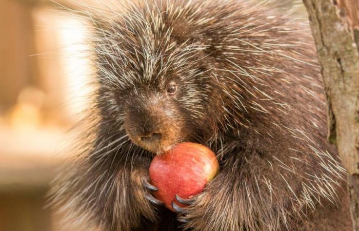 “Goodbye Porky”: the Sainte-Croix animal park announces the death of one of the oldest porcupines in Europe