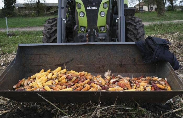 in the Landes, an initiative to preserve “old seeds”