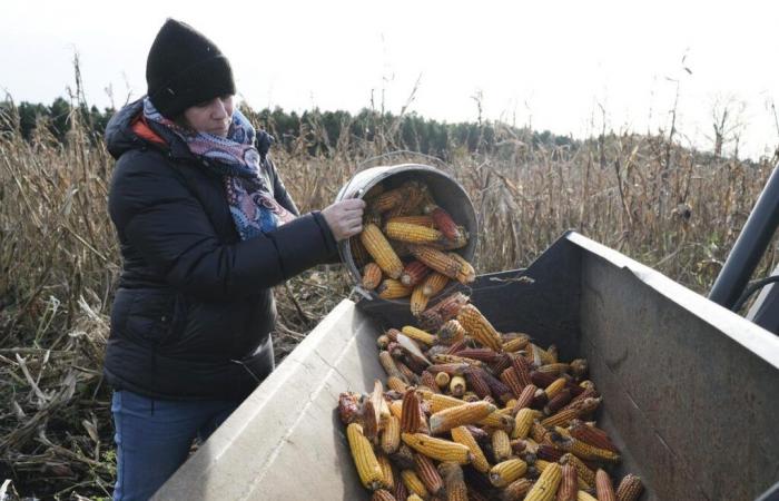 in the Landes, an initiative to preserve “old seeds”