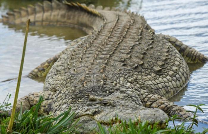 Woman dragged into water by crocodile dies in Indonesia