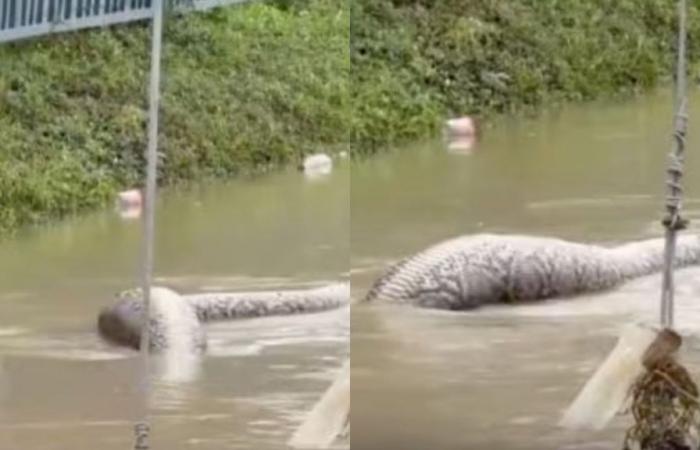 Giant python seen eating dog in flooded street in Thailand