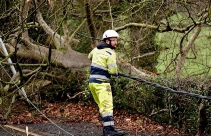 Electricity networks issue safety advice ahead of Storm Darragh