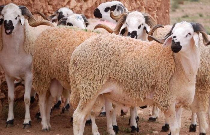 Deadly diseases threaten sheep herds in Al-Ghara and Berrechid