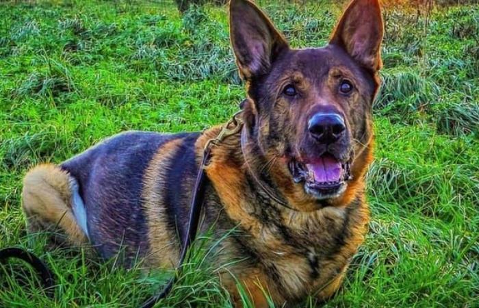 On his 12th birthday, a retired police dog achieves a new feat thanks to his instinct