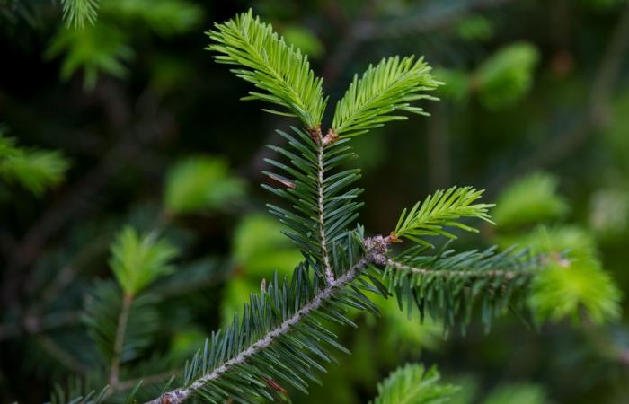 Drought and heat threaten the future of balsam firs