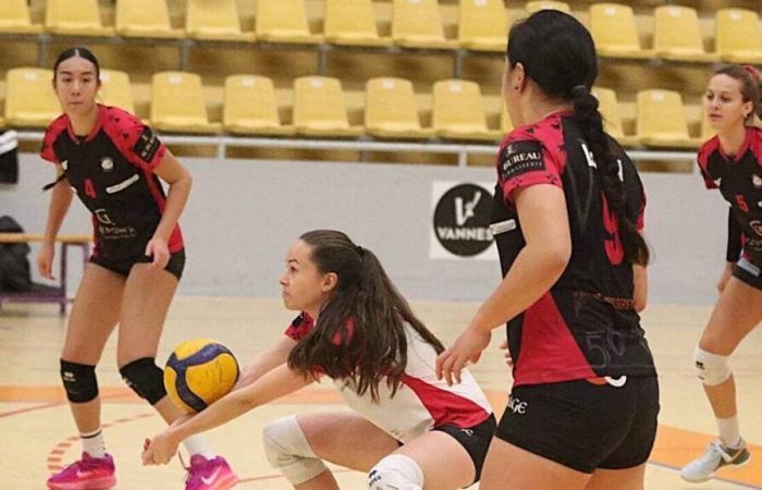 LIVE VIDEO. Volleyball: follow the Vannes match