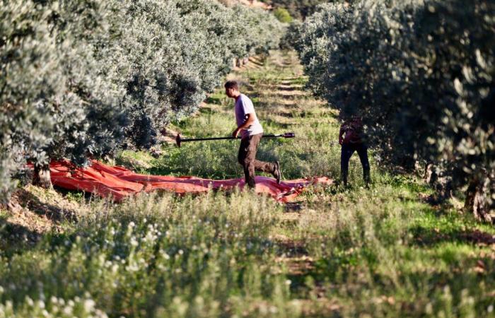 In the Var, olive oil will be of quality, but limited