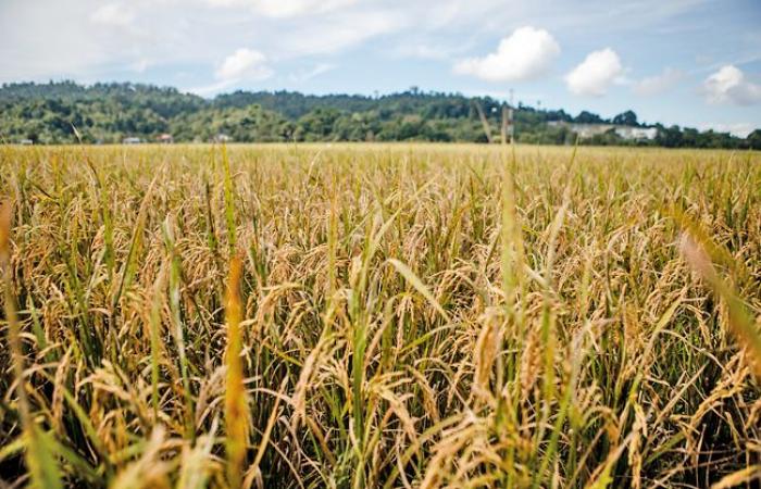 Boost for food security with hybrid rice training