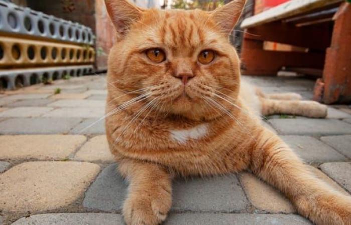 After 60 years of research, the secret of ginger cats has finally been discovered by scientists