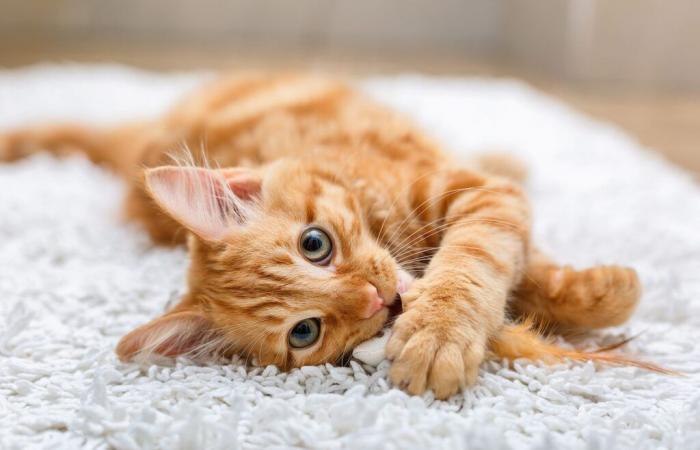 The mystery of ginger cats finally solved?