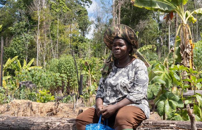 Agroforestry to the rescue in Guyana