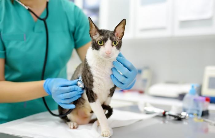 Is feline infectious peritonitis treatable?