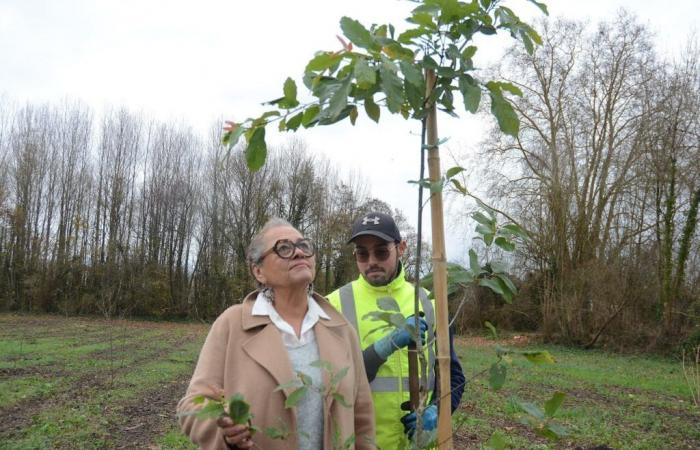 This municipality in Gironde has decided to create a forest very close to its city center