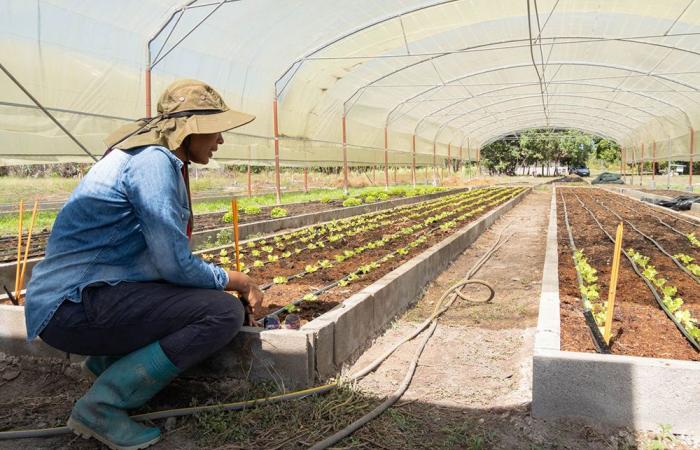 Agroforestry to the rescue in Guyana