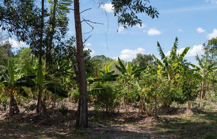 Agroforestry to the rescue in Guyana