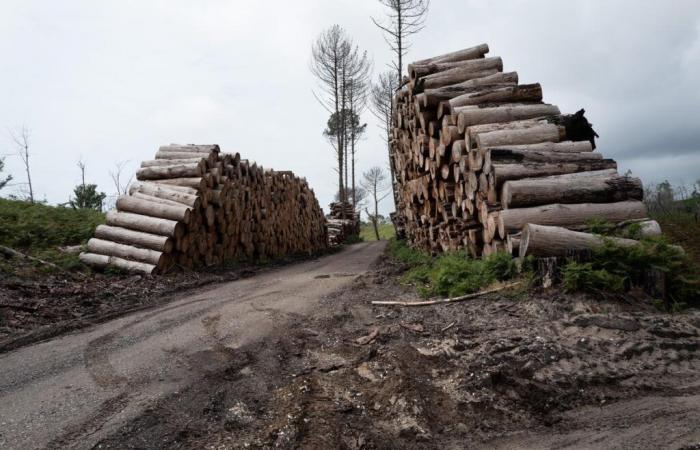 9 million euros of burned wood to be shared between users and owners