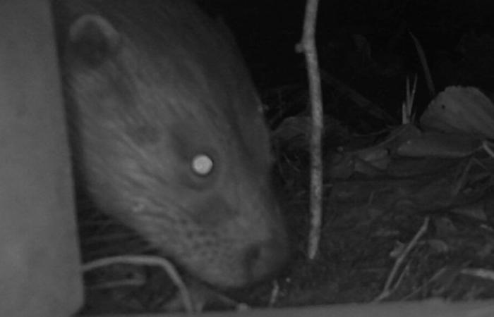 VIDEO – We thought it had disappeared, the European otter is making a return to the Eure