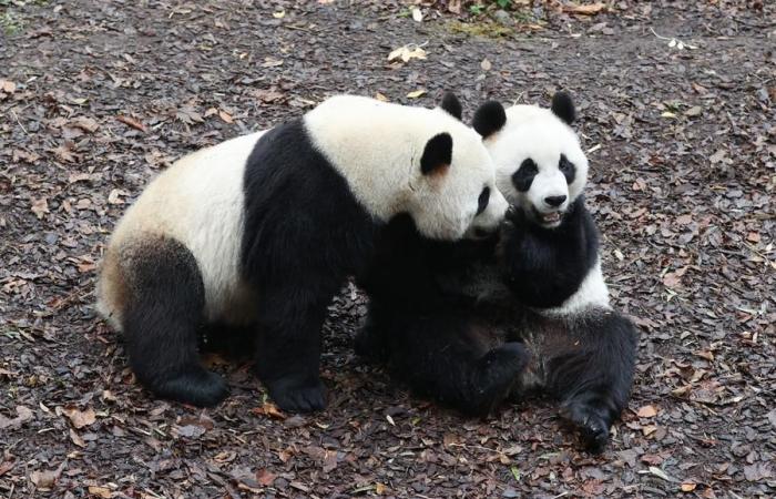 (Multimedia) Three giant pandas leave Belgium for China – Xinhua