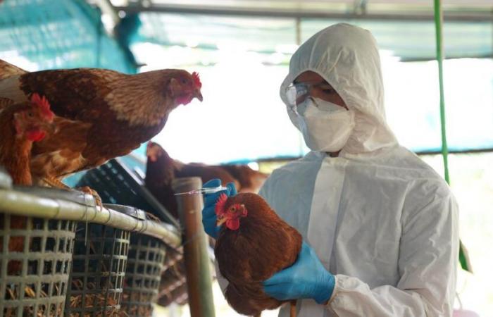 Avian flu, “a mutation” from transmission between humans