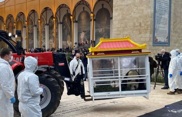 Pairi Daiza: The three pandas born in Belgium are on their way to China