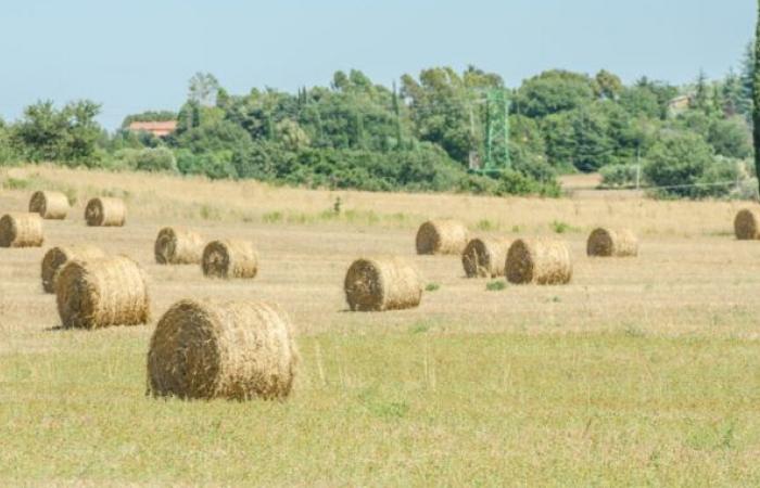 The great agricultural and forestry festival of the UPA