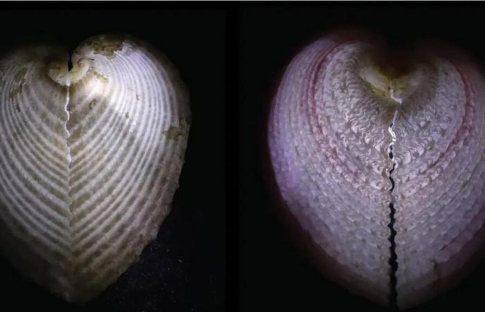 these molluscs also use optical fiber