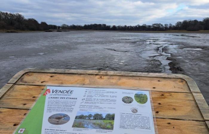 IN PICTURES – In Vendée, the city of birds is getting a makeover