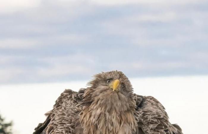 our selection of the most beautiful animal photos