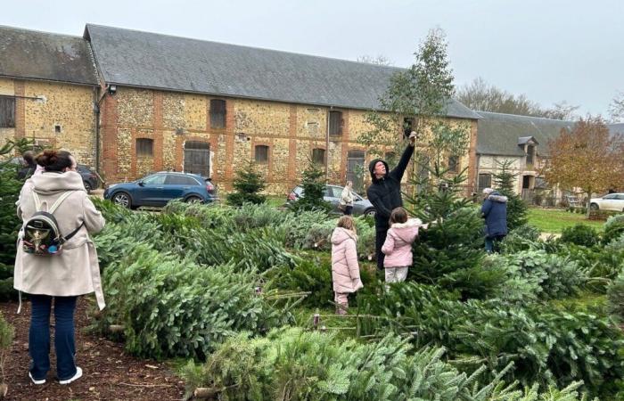 Near Pacy-sur-Eure. The rush for Christmas trees has started in Cormier