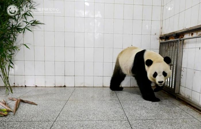 Pairi Daiza: Tian Bao, Bao Di and Bao Mei have set foot in China! (pictures)