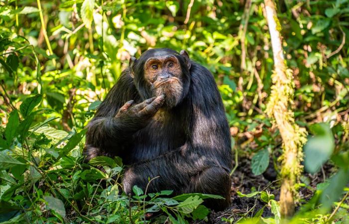 our selection of the most beautiful animal photos