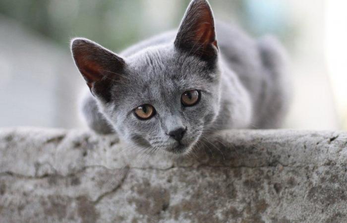 “I noticed that the cats were disappearing in the village”: is domestic animal trafficking rampant in Ariège?