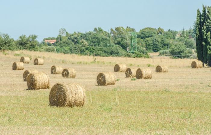 The great agricultural and forestry festival of the UPA