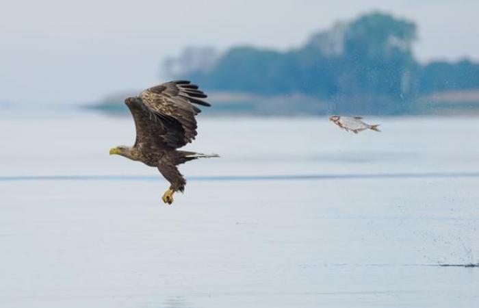 our selection of the most beautiful animal photos