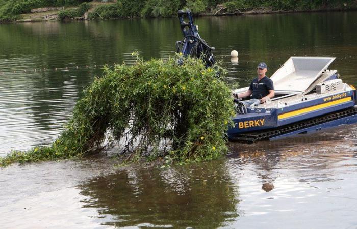 VIDEO. A revolutionary “river tank” costing 300,000 euros to save the waters of the Lot from an invasive plant