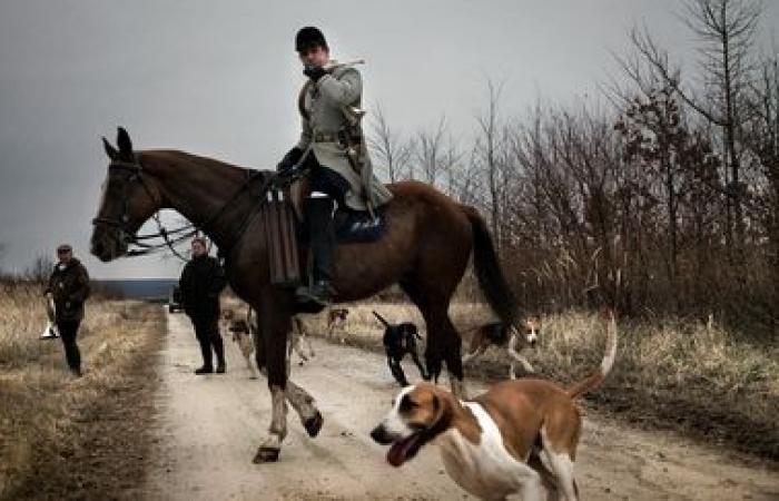 internal investigation opened after the suspicious slaughter of a deer in Orne